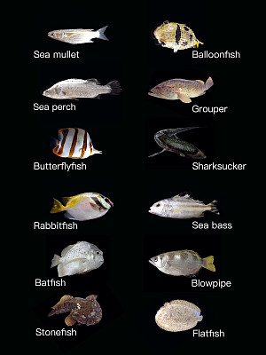 刺河豚