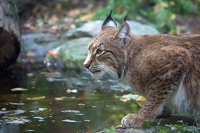 欧亚山猫