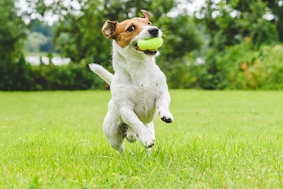有趣的狗在草坪上玩网球玩具