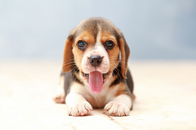 纯种犬
