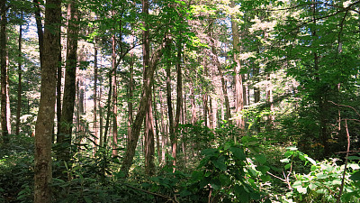 树木灌木杜鹃花森林烟山国家公园，田纳西州
