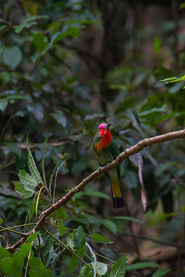 红胡子的食蜂鸟栖息在树枝上