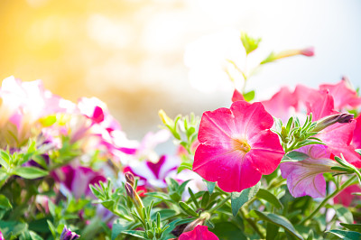 矮牵牛花