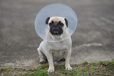 巴哥犬