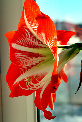 红色的花，拉丁名孤顶花或海蓬花。选择