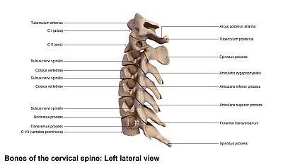 颈spine_Lateral视图