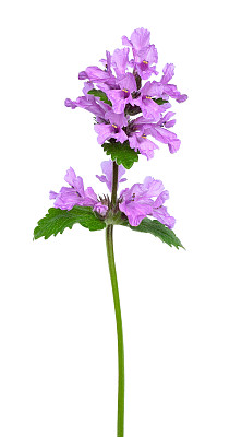 花蕾
