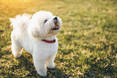 比熊犬