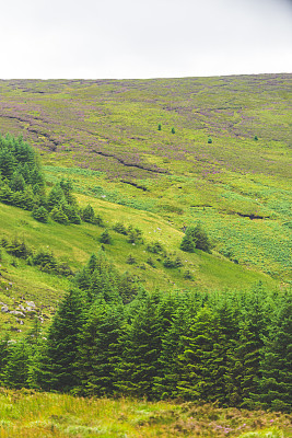 雨林和泥炭沼泽在爱尔兰，威克洛山
