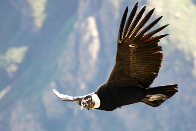 安第斯山脉美丽的秃鹰