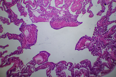 致密结缔组织显微镜图像