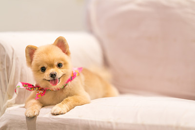 博美犬