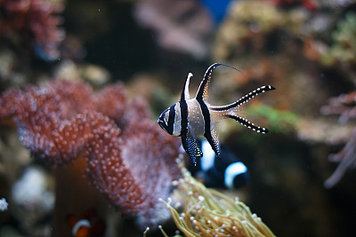 在水族馆的鱼缸里游泳的鱼