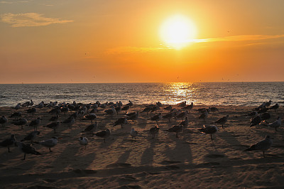 海洋城市海滩日出时的海鸥
