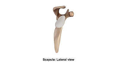 Scapula_Lateral视图