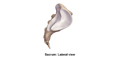 Sacrum_Lateral视图