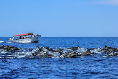 海豚