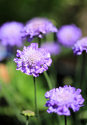 轮峰菊
