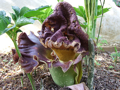 蒟蒻图片大全 蒟蒻设计素材 蒟蒻模板下载 蒟蒻图库 昵图网soso Nipic Com