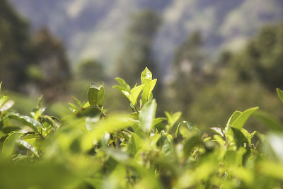 斯里兰卡的茶叶