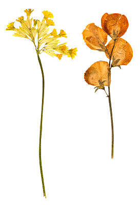 雌蕊