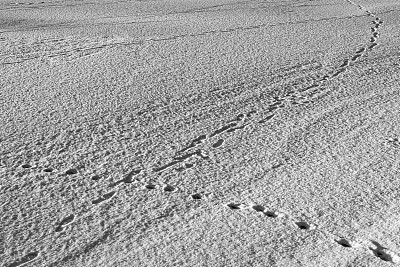 雪的背景或纹理和痕迹
