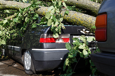 飓风时大树倒在汽车上