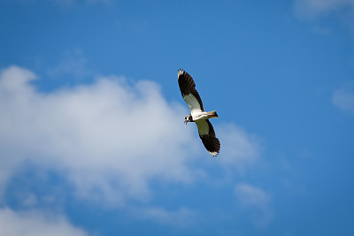 鸟田凫(Vanellus Vanellus)在蓝天中飞翔