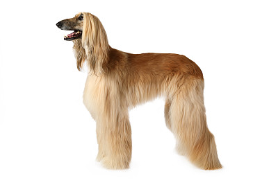 阿富汗猎犬