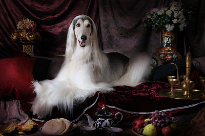 阿富汗猎犬