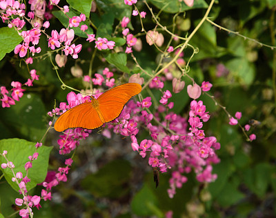 蓝花藤