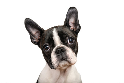波士顿猎犬