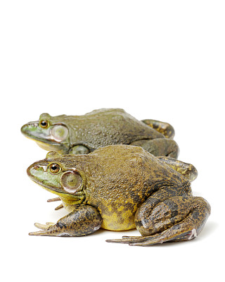 牛蛙