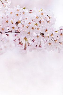 吉野樱花