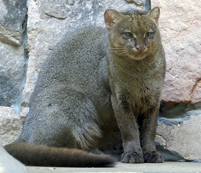 美洲山猫