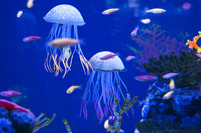 浮游生物