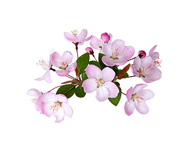 花簇