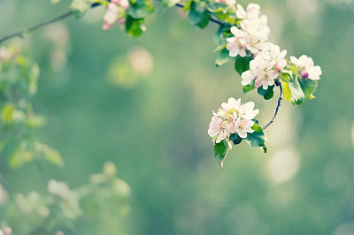 苹果花