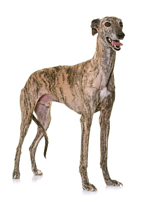 灰猎犬