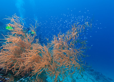海百合
