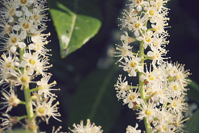 Kamahi (Weinmannia racemosa)在开花