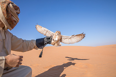 年轻的雄性法老鹰鸮(bubo ascalaphus)在沙漠猎鹰表演中，阿联酋。