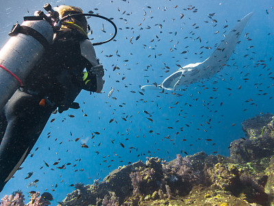 海洋蝠鲼(Manta birostris)与水肺潜水员在清洁站游泳。在世界自然保护联盟的红色名单中，这些优雅的动物正在成为野外罕见的景象。