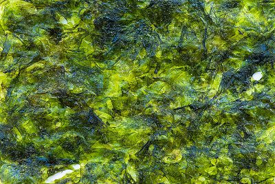 绿藻背景和纹理