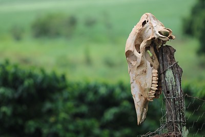 死亡的动物