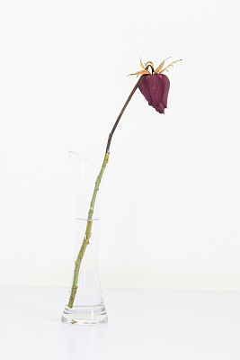 非洲雏菊