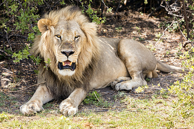 非洲狮，丘比国家公园，博茨瓦纳