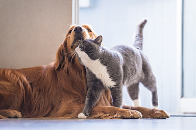 纯种猫