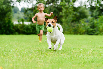狗与球跑从孩子玩追游戏