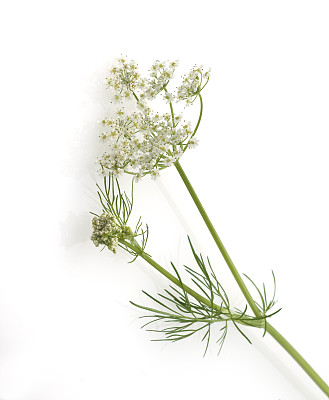 香芹籽
